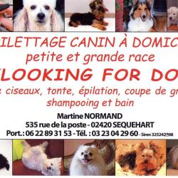 Normand Martine