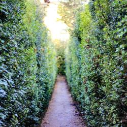 Nottingham Hedge Trimming