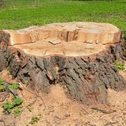 Nottingham Stump Grinding