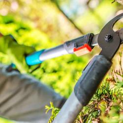 Nottingham Tree Pruning