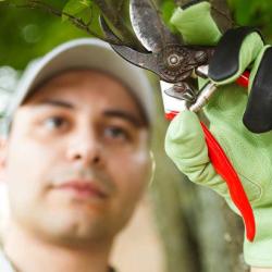 Nottingham Tree Pruning
