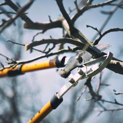 Nottingham Tree Pruning