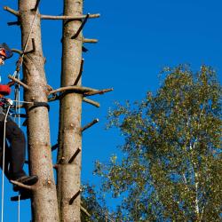Nottingham Tree Pruning