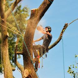 Nottingham Tree Removal
