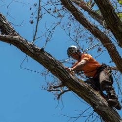 Nottingham Tree Removal