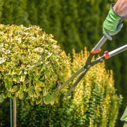Nottingham Tree Surgeons