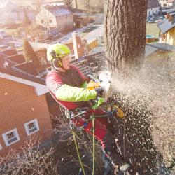 Nottingham Tree Surgeons
