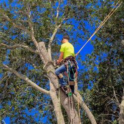 Nottingham Tree Surgeons