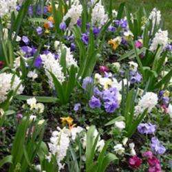 Nouvelle Ere-flore And Sweet Home