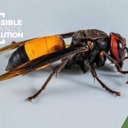 Nuisible France Solution ® : Dératisation Et Désinsectisation à Toulouse