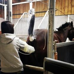 Nursery Equine