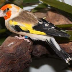 Oisellerie Poids Plume