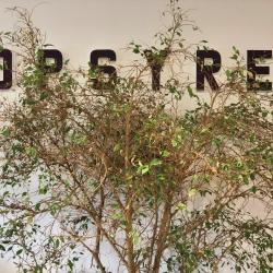 Opsyre