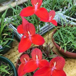 Orchidée