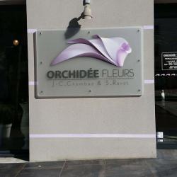 Orchidée Fleurs