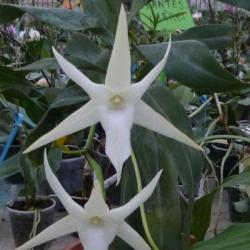 Orchidées Vacherot