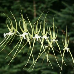 Orchidées Vacherot