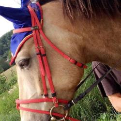 Original'horse