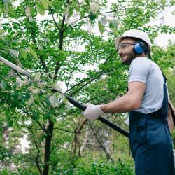 Oslo Treservice - Trefelling Og Trepleie Ekspert