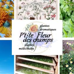 P'tite Fleur Des Champs