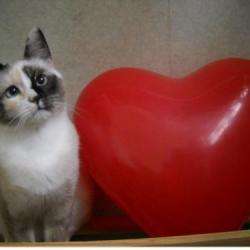 Pachat-pachien
