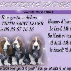 Pacifique Dogs