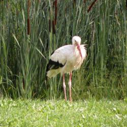 Parc à Cigognes