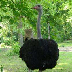 Parc Animalier Aisne Autruches