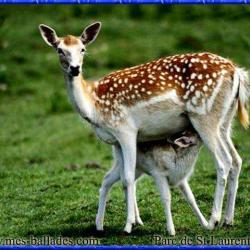 Parc Animalier