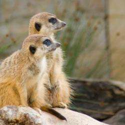 Parc Animalier D'auvergne