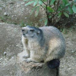 Parc Animalier Des Pyrenees