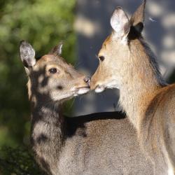 Parc Animalier La Vallée Sauvage