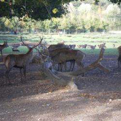 Parc Animalier De Sainte Croix