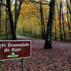 Parc De Loisir De La Forêt De Haye