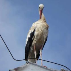 Parc Des Cigognes