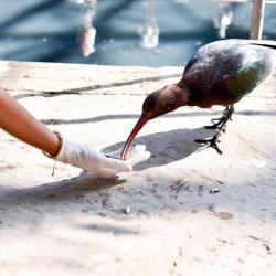 Parc Des Oiseaux