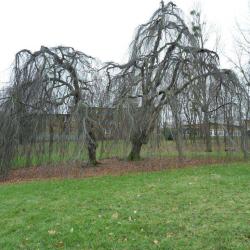 Parc Montreau