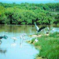Parc Ornithologique Du Teich