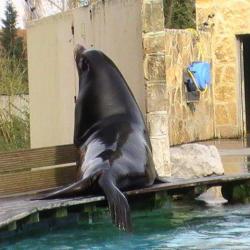 Parc Zoologique De La Petite Hotoie