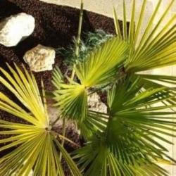 Parcs Et Jardins Sandra Almagro
