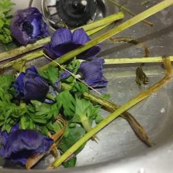 Paris Fleuri