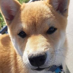 Paroles D'animaux