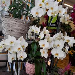 Passiflore