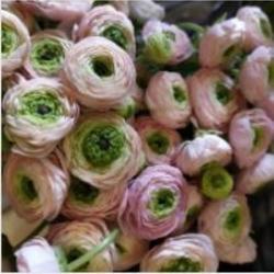 Passion Fleurs