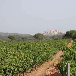 Patrimonio