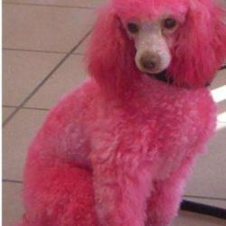 Pattes De Velours Et Gueules D'amour