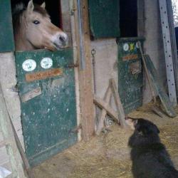 Pension Animalière - Anny Fugier