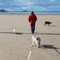 Pension Canine - Les Loups D'amanthis
