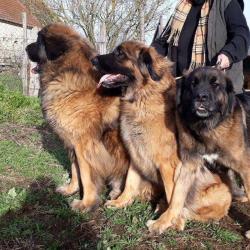 Pension Canine-feline,elevage De Leonberg Des Bois De Giverzat