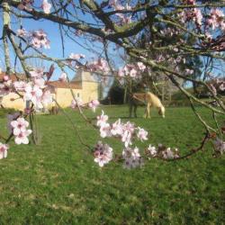 Pension Chevaux A Candaou